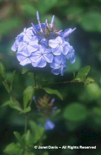 Plumbago%20auriculata