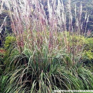 plume_grass_