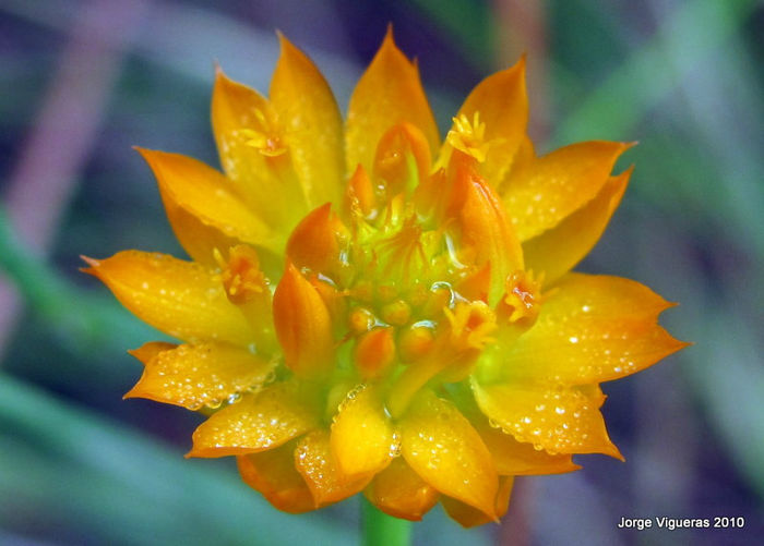 Polygala_lutea_flower_close-up_web - minuni ale naturii create de Dumnezeu 3