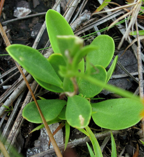 Polygala_lutea_leaves_web - minuni ale naturii create de Dumnezeu 3