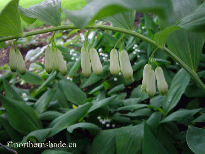 Polygonatum-commutatum-dangling-flowers1 - minuni ale naturii create de Dumnezeu 3
