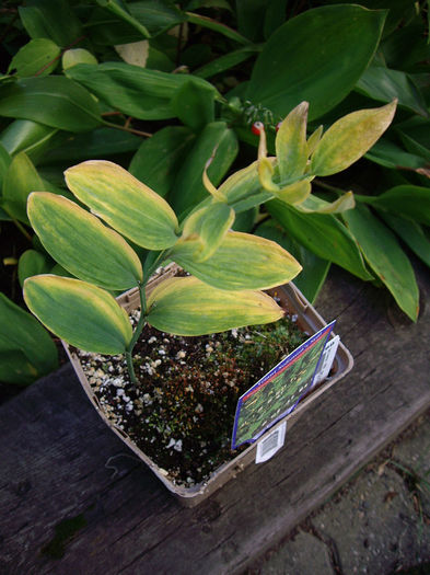polygonatum-commutatum-giganteum - minuni ale naturii create de Dumnezeu 3