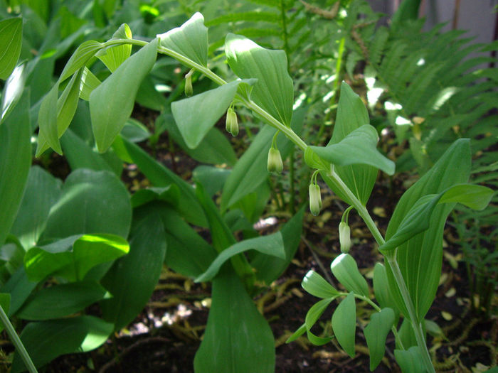 polygonatum-commutatum-giganteum1 - minuni ale naturii create de Dumnezeu 3
