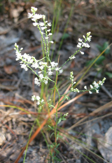 Polygonella_polygama_plant