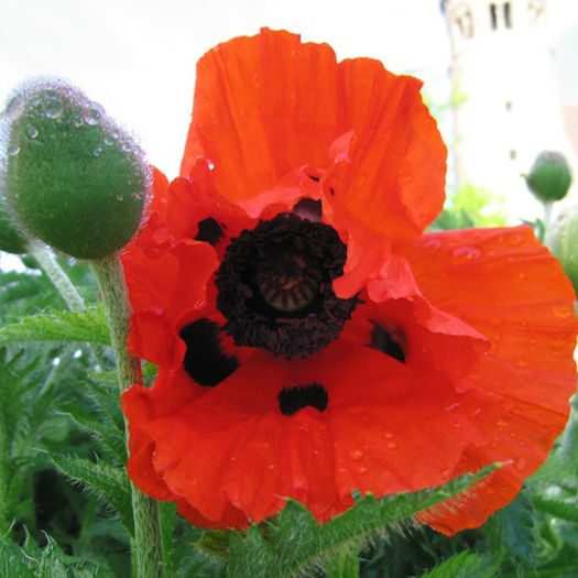 poppy_oriental_brilliant_pop-up