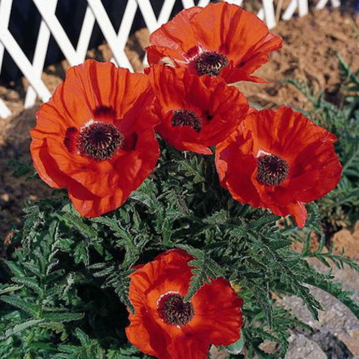 poppy_oriental_dwarf_allegro_pop-up