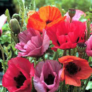 poppy_oriental_haremstraum_22
