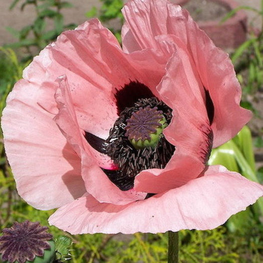 poppy_oriental_queen_alexandra_pop-up