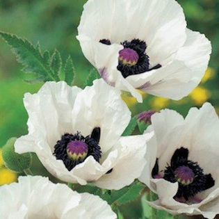 poppy_oriental_royal_wedding_pop-up