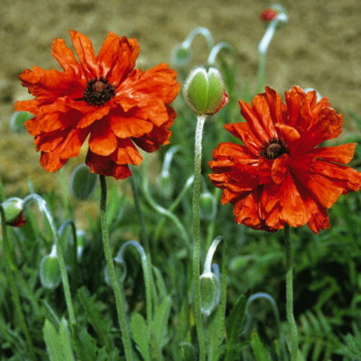 poppy_oriental_semi_double_red_shades_pop-up