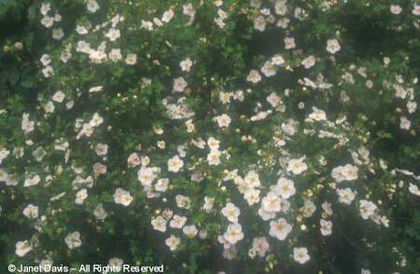 Potentilla%20fruticosa%20