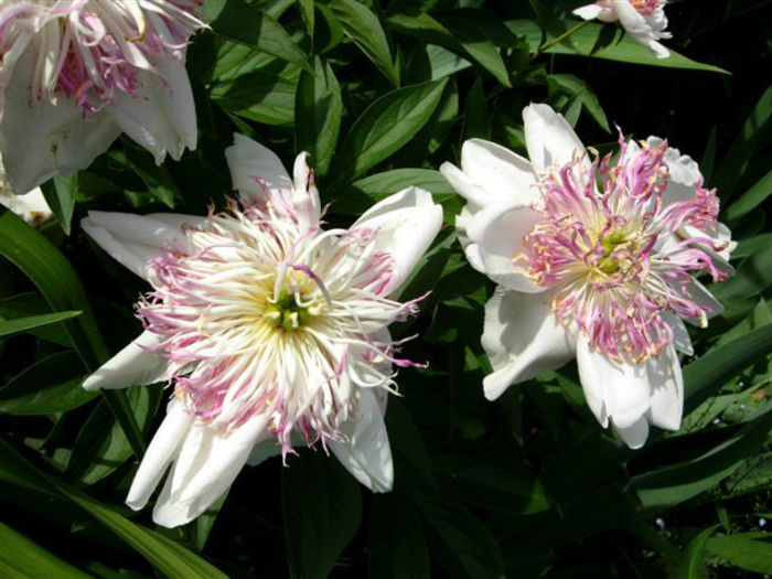 pratte_garden_tour_20070614_2