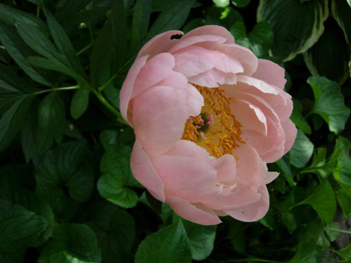 pratte_garden_tour_20070614_4