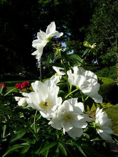 pratte_garden_tour_20070614_5