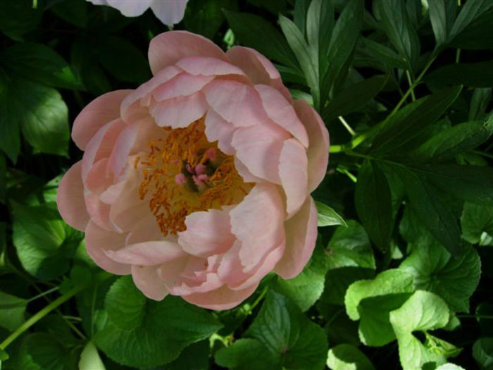 pratte_garden_tour_20070614_5b