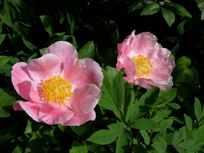 pratte_garden_tour_20070614_6