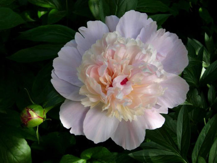 pratte_garden_tour_20070614_9
