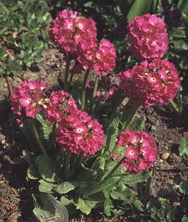 Primula%20denticulata