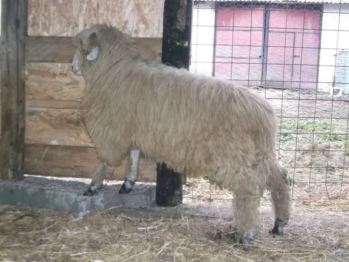 Picture 175 - Noatini Bali de Bistrita