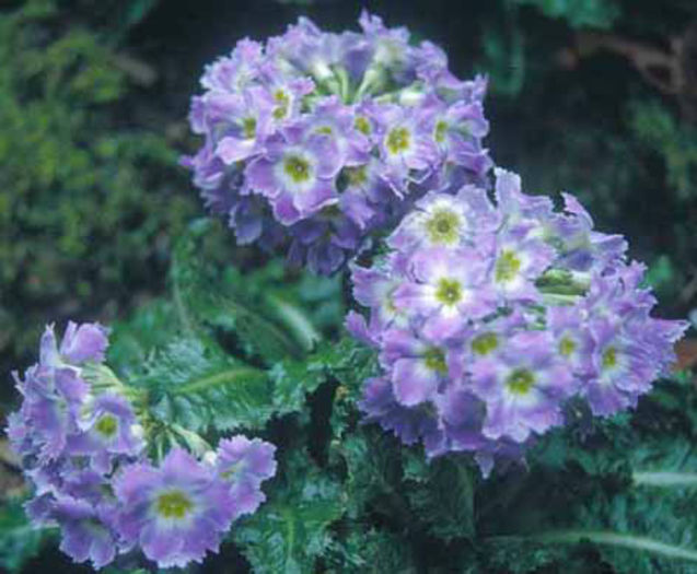 Primula%20sonchifolia - minuni ale naturii create de Dumnezeu 3