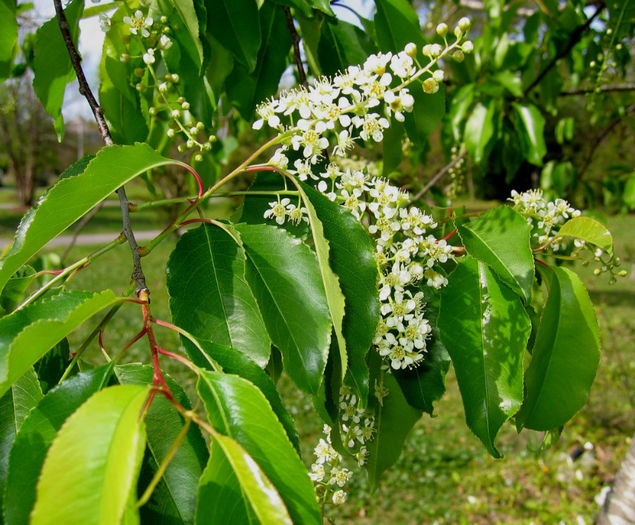Prunus_serotina_bloom_web