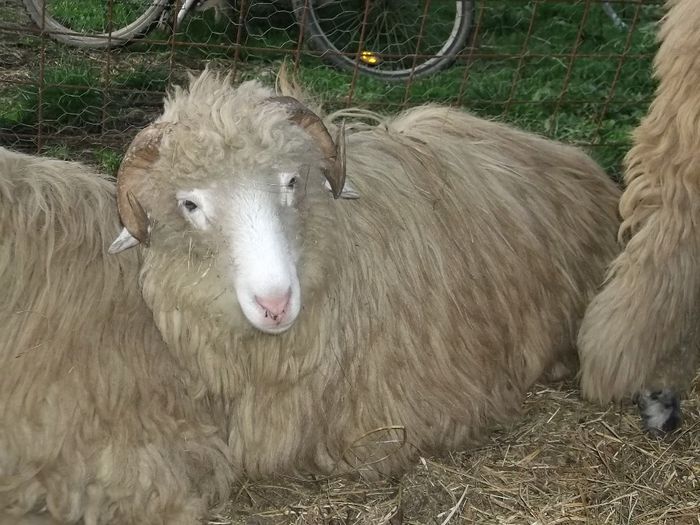 Picture 190 - Noatini Bali de Bistrita