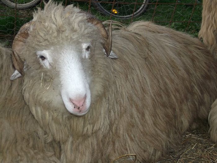 Picture 191 - Noatini Bali de Bistrita