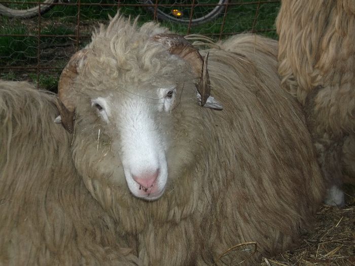 Picture 192 - Noatini Bali de Bistrita