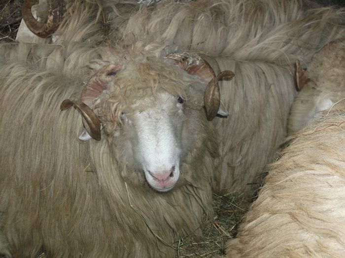 Picture 195 - Noatini Bali de Bistrita