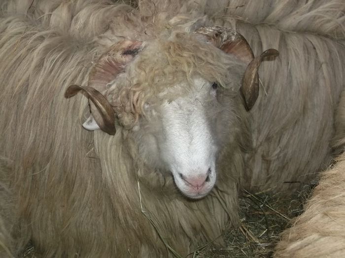 Picture 196 - Noatini Bali de Bistrita