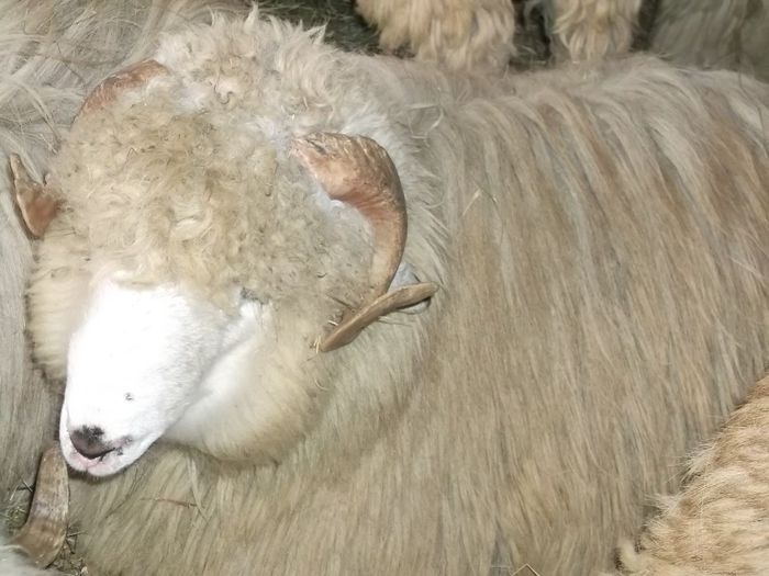 Picture 201 - Noatini Bali de Bistrita