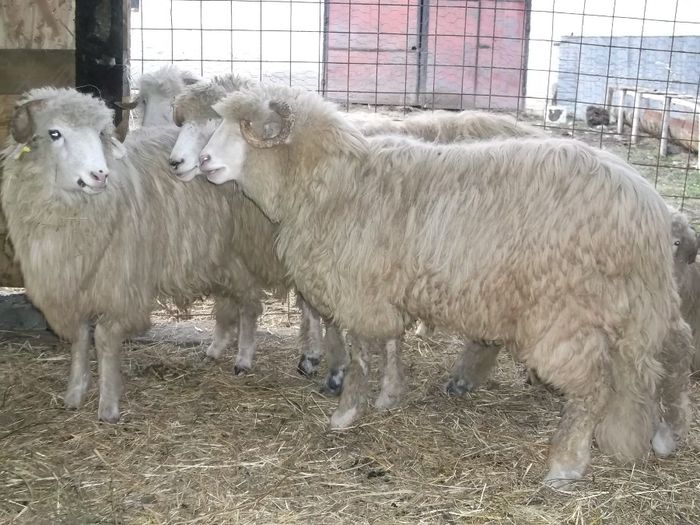 Picture 206 - Noatini Bali de Bistrita