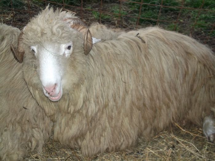 Picture 208 - Noatini Bali de Bistrita