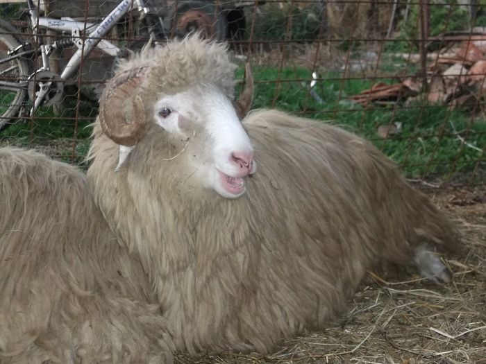 Picture 211 - Noatini Bali de Bistrita