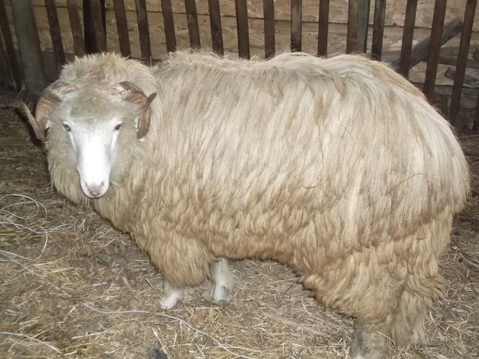 Picture 214 - Noatini Bali de Bistrita