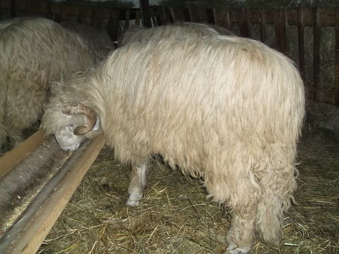 Picture 228 - Noatini Bali de Bistrita