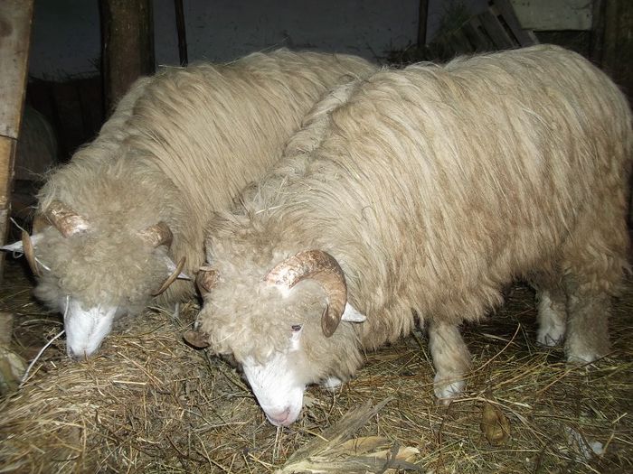 Picture 233 - Noatini Bali de Bistrita