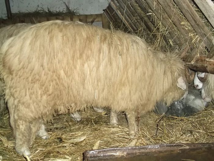 Picture 235 - Noatini Bali de Bistrita