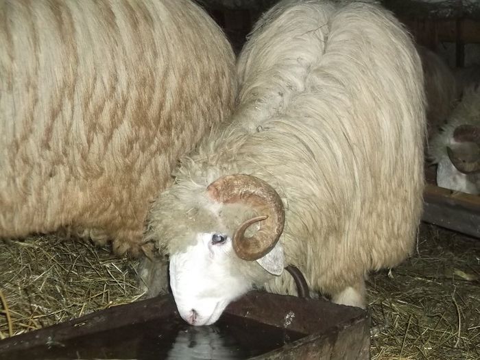 Picture 237 - Noatini Bali de Bistrita