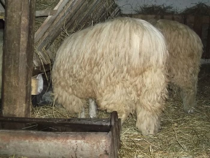 Picture 240 - Noatini Bali de Bistrita