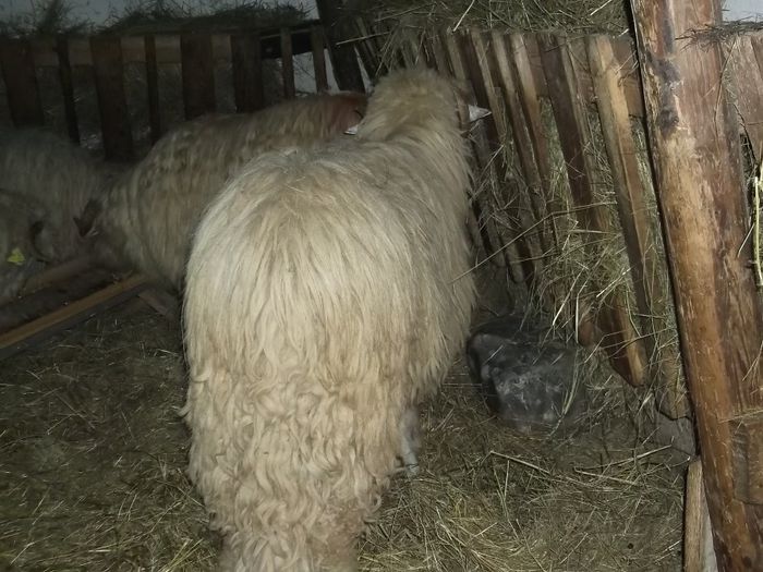 Picture 241 - Noatini Bali de Bistrita