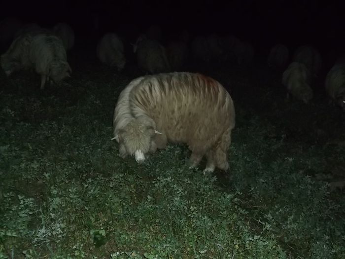 Picture 255 - Noatini Bali de Bistrita