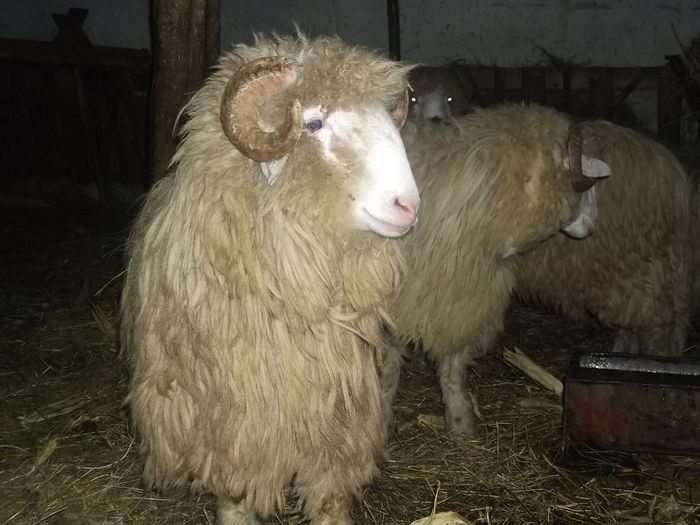 Picture 293 - Noatini Bali de Bistrita