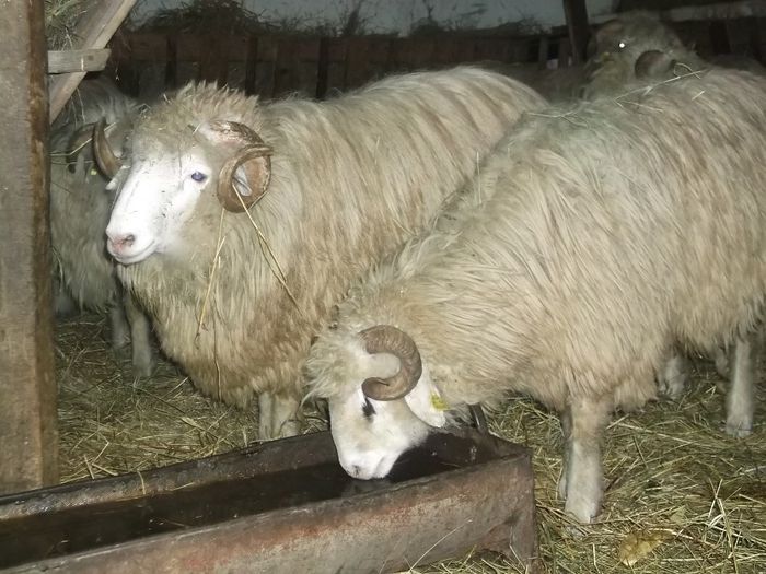 Picture 296 - Noatini Bali de Bistrita