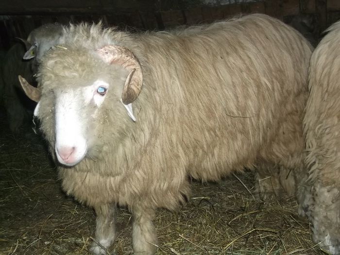 Picture 1254 - Noatini Bali de Bistrita