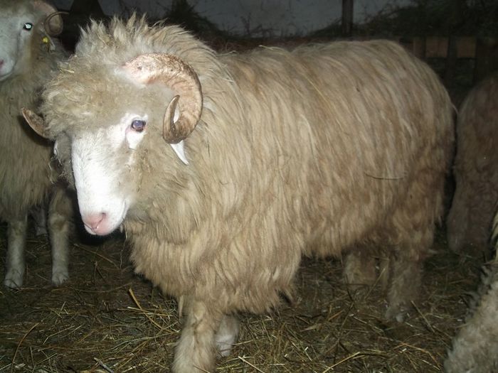 Picture 1257 - Noatini Bali de Bistrita