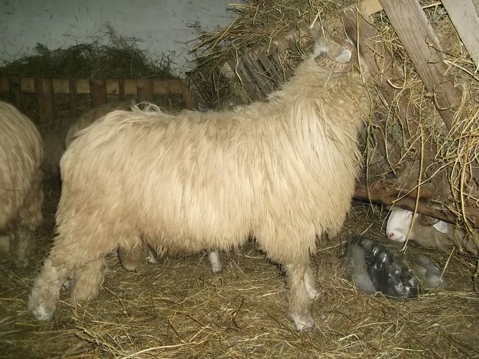 Picture 1258 - Noatini Bali de Bistrita