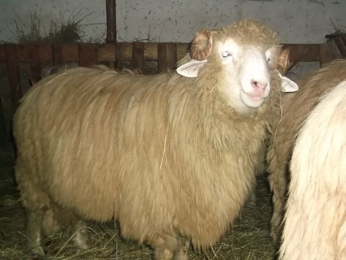 Picture 1259 - Noatini Bali de Bistrita