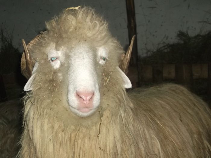 Picture 1261 - Noatini Bali de Bistrita