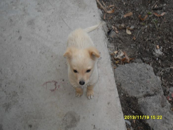 SDC16249; eu sunt urmatorul paznic la crescatorie asa k ai grija...
